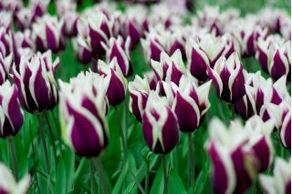 Tulipa Chansonette - Tulip Chansonette - 5 bulbs