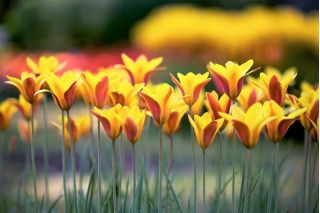 Tulipa Chrysantha - Tulip Chrysantha - 5 луковици