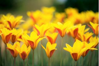 郁金香Chrysantha  - 郁金香Chrysantha  -  5个电洋葱 - Tulipa Chrysantha