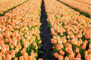郁金香白日梦 - 郁金香白日梦 -  5个洋葱 - Tulipa Daydream