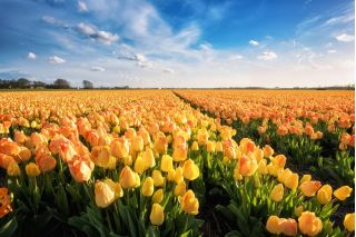 Tulipa Daydream - Sanjarjenje s tulipani - 5 čebulic