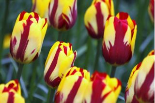 Tulipa El Cid - Tulip El Cid - 5 kvetinové cibule