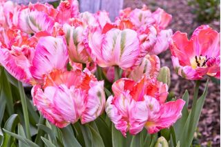 Tulpės Elsenburg - pakuotėje yra 5 vnt - Tulipa Elsenburg
