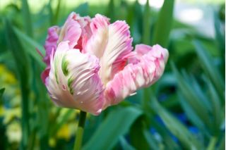 Tulipán Elsenburg - csomag 5 darab - Tulipa Elsenburg