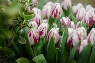 Tulipa Flaming Club - Tulip Flaming Club - 5 květinové cibule