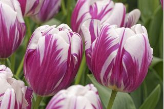 Câu lạc bộ rực lửa hoa tulip - Câu lạc bộ rực lửa hoa tulip - 5 củ giống - Tulipa Flaming Club