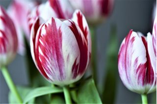 Tulp Flaming Club - pakket van 5 stuks - Tulipa Flaming Club