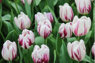 Tulipa Flaming Flag - pacote de 5 peças