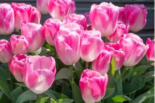 Tulipaner Innuendo - pakke med 5 stk - Tulipa Innuendo