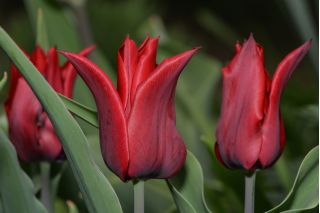 Tulpansläktet Lasting Love - paket med 5 stycken - Tulipa Lasting Love