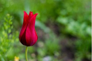 Tulipa 지속적인 사랑 - 튤립 지속적인 사랑 - 5 알뿌리 - Tulipa Lasting Love