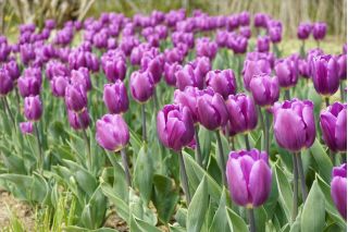 Tulipa Bold - Tulip Bold - 5 bebawang - Tulipa Negrita