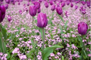 Tulipa Bold - Tulip Bold - 5 củ - Tulipa Negrita