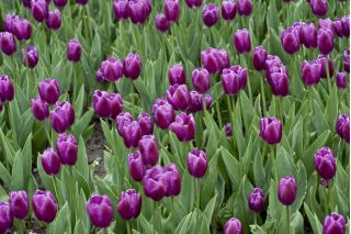 Tulpes Negrita - 5 gab. Iepakojums - Tulipa Negrita