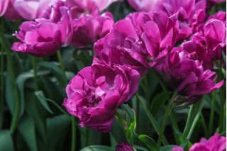 Tulipa Negrita Διπλό - Tulip Negrita Διπλό - 5 βολβοί - Tulipa Negrita Double