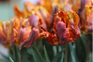 Tulipa Prinses Irene Parrot - Tulip Prinses Irene Parrot - 5 bulbs