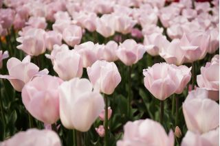 Tulpansläktet Rejoyce - paket med 5 stycken - Tulipa Rejoyce