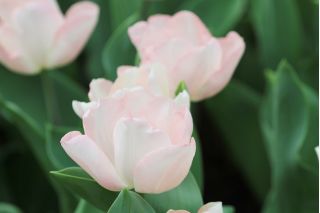 Tulpansläktet Rejoyce - paket med 5 stycken - Tulipa Rejoyce