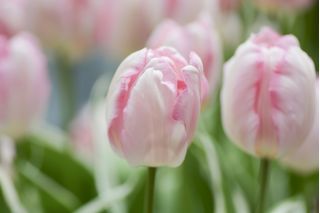 Tulipa Rejoyce - Tulip Rejoyce - 5 bebawang