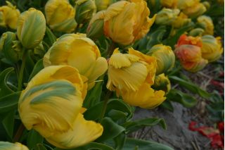 Tulipa Golden Glasnost - paquete de 5 piezas