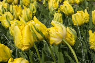 Tulipano Golden Glasnost - pacchetto di 5 pezzi - Tulipa Golden Glasnost