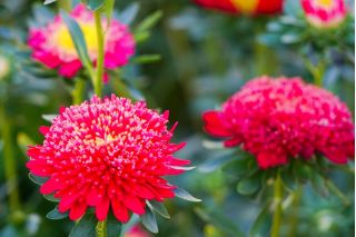 빨간 응원 꽃 - 500 종자 - Callistephus chinensis - 씨앗