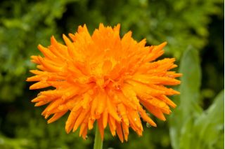 Pot marigold "Ραδιόφωνο" - 240 σπόρους - Calendula officinalis - σπόροι