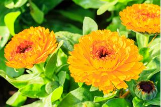 Dwarf potten marigold - 240 frø - Calendula officinalis