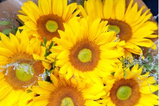 观赏向日葵“Amor” - 中等高度的品种 - Helianthus annuus - 種子