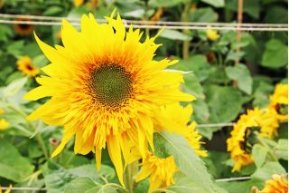 Ornamental sunflower - medium tall variety with semi double flowers