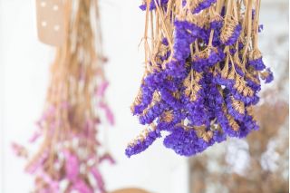 Purppura patsas, meren laventeli, lovenlehtinen rosmariini, meri vaaleanpunainen, wavyleaf meri laventeli - 105 siemeniä -  - siemenet