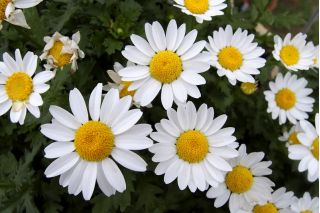 White dwarf chrysanthemum - 340 seeds