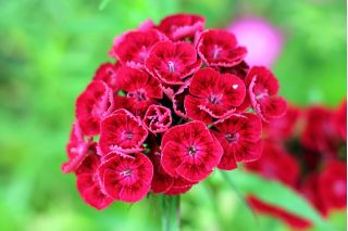 Borstnejlika - Scarlet Beauty - 450 frön - Dianthus barbatus