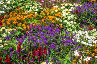 Annual low growing plants variety mix