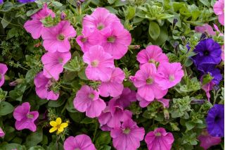 핑크 대형 꽃 피튜니아 - 80 종자 - Petunia x hybrida  - 씨앗
