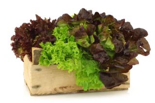 Zelena salata - mješovita sorta - OBLOGA - 250 sjemenki - Lectuca sativa  - sjemenke