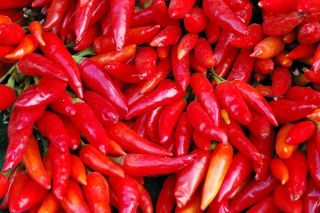 Lada Jalapeno - pelbagai merah, sangat panas - 85 biji - Capsicum L. - benih