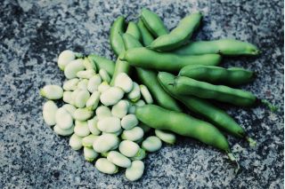 Broad Bean "Hangdown White" - 500 g de semințe - Vicia faba L.