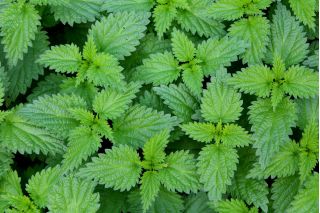 Nettles - grow this valuable herb on your own; stinging nettles - 700 seeds