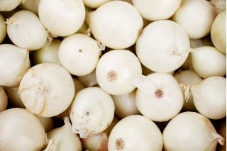 بصل "Finezja" - أبيض ، تذوق رفيع ، تشكيلة قابلة للتخزين - 1250 حبة - Allium cepa L. - ابذرة