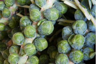 芽キャベツ「ドロレスF1」 - 干ばつに強い緑の品種 -  160種子 - Brassica oleracea var. gemmifera - シーズ