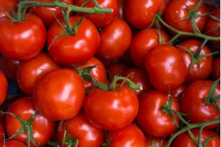 طماطم الحقل "Harzfeuer F1" - تقدر قيمتها عبر أوروبا - 100 بذرة - 175 بذرة - Lycopersicon esculentum Mill  - ابذرة