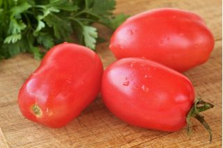 Tomat "Sheikh" - varietas lapangan yang menghasilkan buah silinder dengan daging yang sangat kencang - Lycopersicon esculentum Mill  - biji