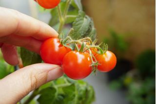 עגבניות "וילמה" - קטן, אדום מגוון אידיאלי עבור גידול בסיר - Lycopersicon esculentum Mill  - זרעים