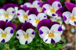 有角的三色堇“Johnny Jump Up”;角紫罗兰 - Viola cornuta  - 種子