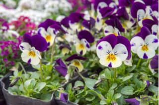 有角的三色堇“Johnny Jump Up”;角紫罗兰 - Viola cornuta  - 種子