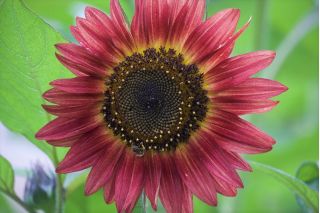 Ornamental sunflower "Red Sun" - burgundy red with a black centre - 80 seeds