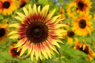 Ornamental sunflower "Twilight Zone" - yellow with red-brown ring