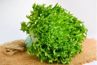 BIO - Salată de gheață "Regina gheții" - semințe organice certificate - 475 de semințe - Lactuca sativa L. 