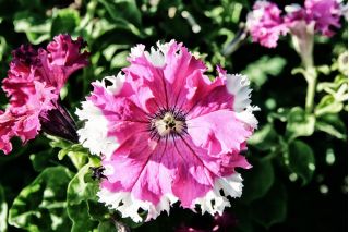 Petunia with ruffled flowers - variety mix - 80 seeds